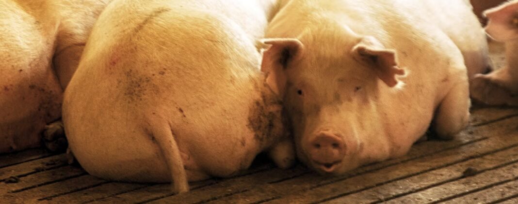 segales produccion ganadera sistemas de limpieza granja