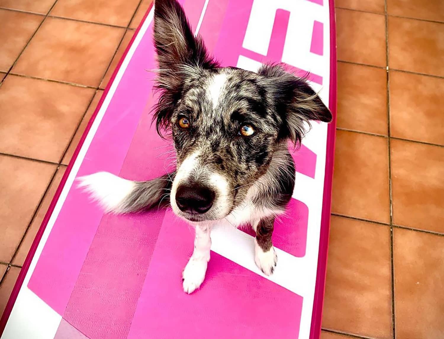 Perro blanco y negro en una terraza sentado encima de una tabla Evo Rosa